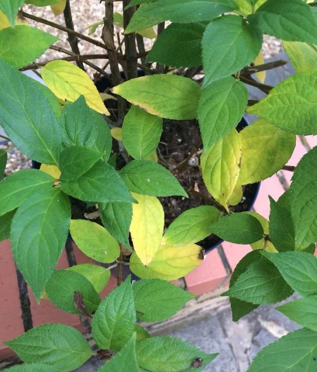 amp, 导致肥胖, 湿度